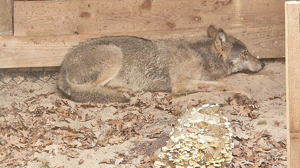 Der Wolf, der eine Frau in Hamburg verletzt hat, lag in einer Wildtierauffangstation bei Sachsenhagen. (Handout) Foto: Umweltbehörde Hamburg/dpa