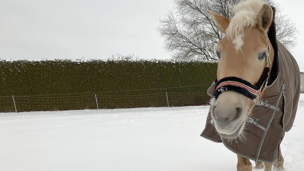 „Hazel“ steht auf einer Weide an der Wehmer Straße in Werlte. Foto: Archiv/Michael Kierstein