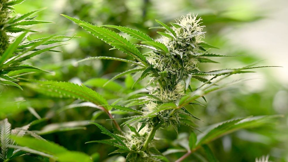 Vereine können seit dem 1. Juli 2024 Anträge für Cannabis-Anbauvereinigungen stellen. (Symbolbild) Foto: Martin Schutt