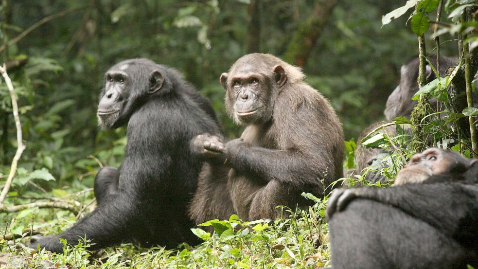 Erstmals haben Forschende über Jahrzehnte dokumentiert, wie sich eine Schimpansengemeinschaft zunächst in zwei Lager spaltet und sich dann bekriegt. Foto: Aaron Sandel/EurekAlert/dpa