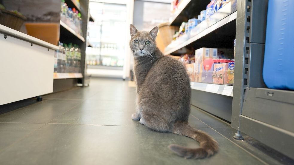Manchmal kommt Lotti auch zu Besuch in einer Tankstelle um die Ecke vom Baumarkt. Foto: Marcus Brandt/dpa