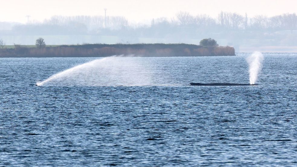 Der Buckelwal liegt am frühen Vormittag noch immer auf einer Sandbank vor der Insel Poel. Foto: Marcus Golejewski