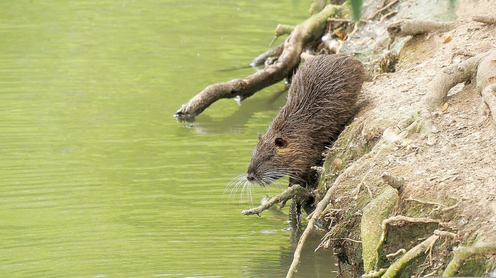 Nutrias leben am Wasser. Ihre Gänge sorgen für Unmut. Foto: Pixabay