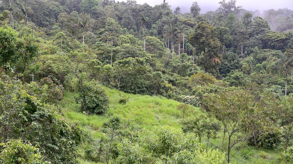 Dieser sich regenerierende Wald war noch vor wenigen Jahren eine Weide. Foto: Nico Blüthgen/TU Darmstadt/dpa