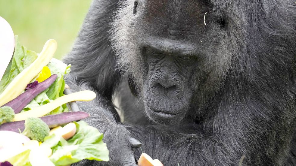 Seit mehr als sechs Jahrzehnten lebt Fatou im Berliner Zoo. Foto: Sven Kaeuler