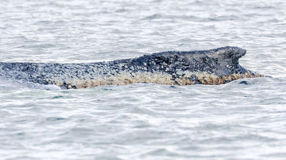 Für den Wal scheint es keine Hoffnung mehr zu geben. Foto: Bodo Marks