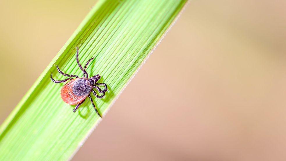 Der Holzbock kann Borrelien und FSME-Viren auf Mensch und Tier übertragen. Foto: Patrick Pleul