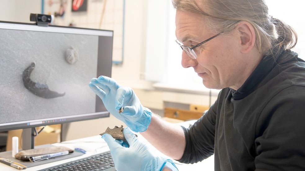 Dr. Jan F. Kegler vom Archäologischen Forschungsinstitut in Aurich begutachtet einen der Kieferknochen. Foto: Landschaft