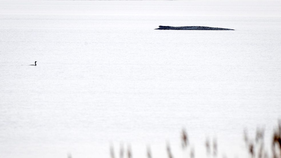 Seit dem 31. März liegt der Buckelwal in etwa 1,50 Meter Wassertiefe vor Poel. Foto: Philip Dulian