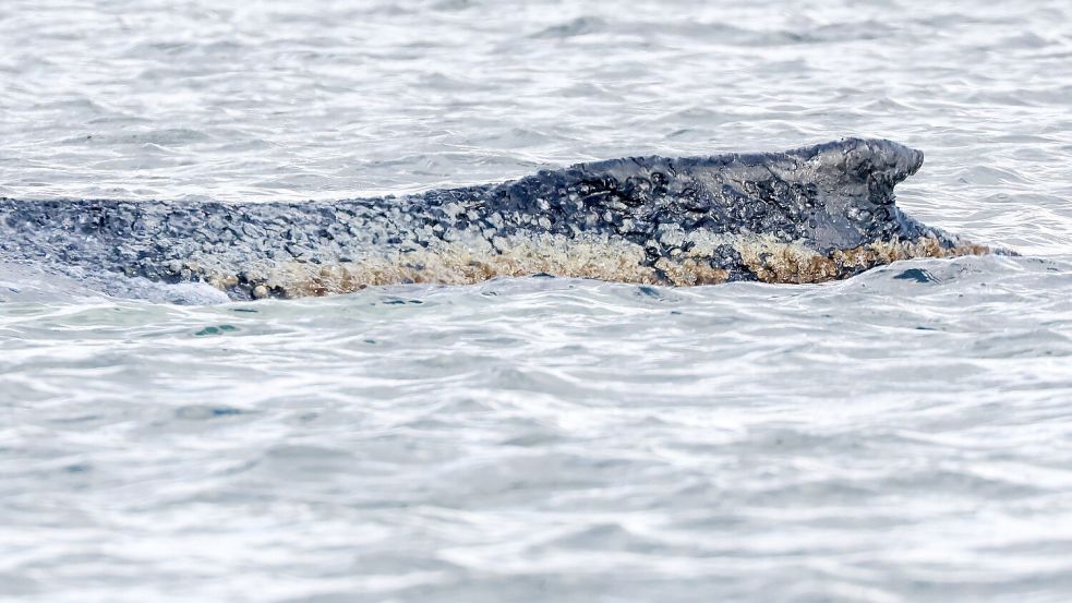 Die Haut des Buckelwals ist geschädigt. (Archivbild) Foto: Bodo Marks