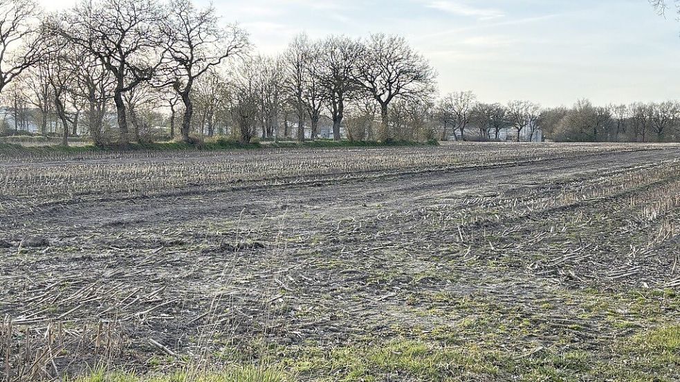 Bei der Erweiterung in Schirum geht es unter anderem um diese Flächen nördlich des Langfeldweges. Im Hintergrund sind die Hallen des Gebietes Schirum I zu sehen. Foto: Karin Böhmer