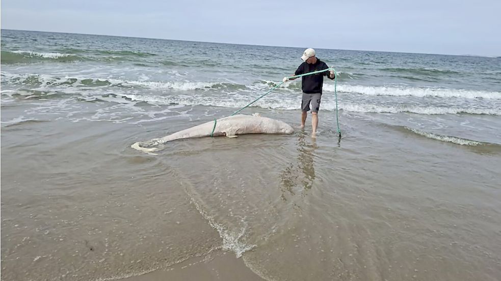 Der Kadaver bei der Bergung: Er wurde zur Untersuchung zur Universität Utrecht transportiert. Foto: Jaap van der Hiele