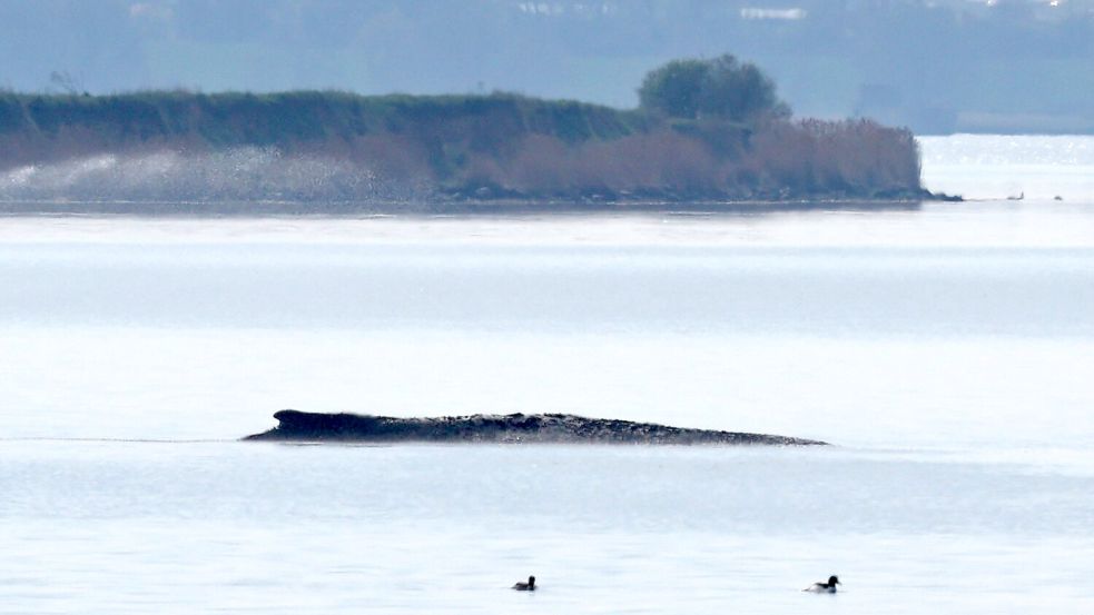 Ein neuer Rettungsversuch ist geplant. Foto: Bernd Wüstneck