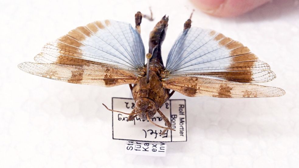 Manche Heuschrecken wie die Blauflügelige Ödlandschrecke können auf den ersten Blick mit Schmetterlingen verwechselt werden. Foto: Uli Deck