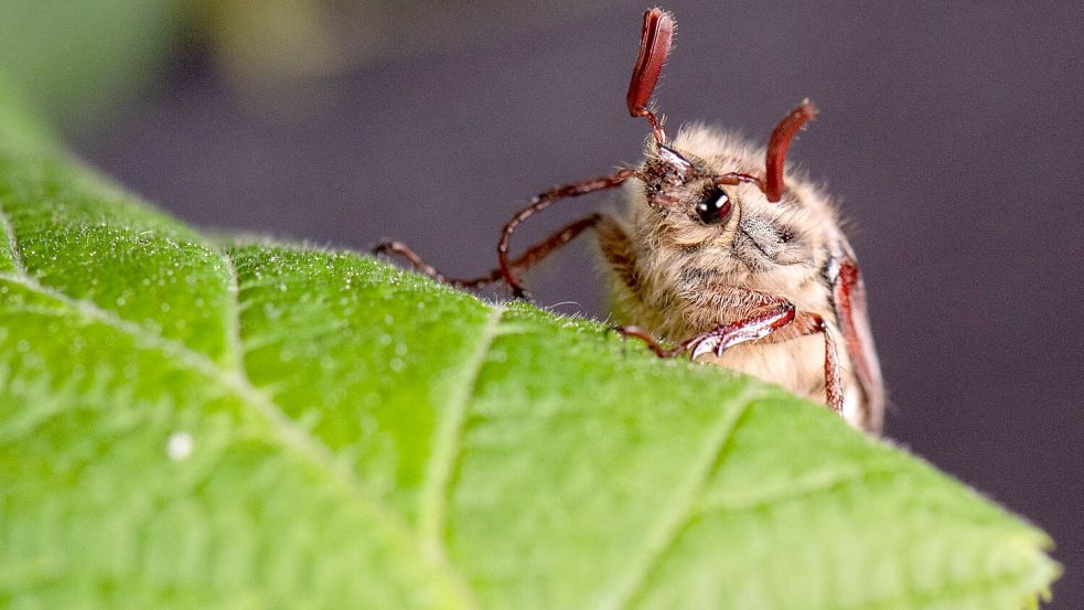 Die Massenflüge finden in der Regel alle vier Jahre statt. (Archivbild) Foto: Boris Roessler