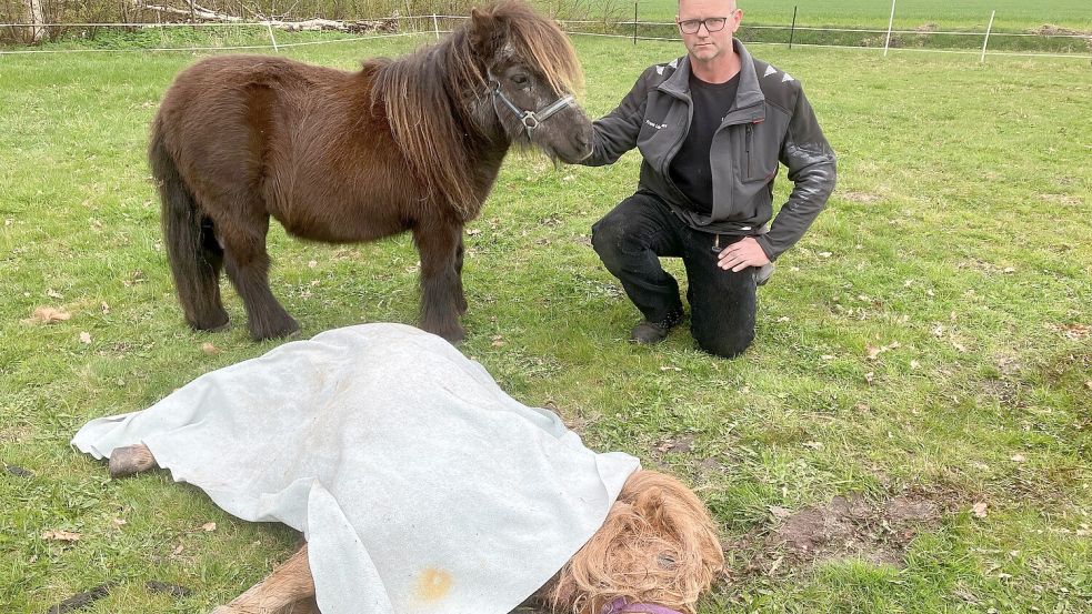„Da bin ich erst mal in die Knie gegangen“, sagt Frank Lüsing-Hauert, nachdem er am frühen Montagmorgen seinem Shetland-Pony „Lukas“ auf die Weide gefolgt ist und den toten „Blitz“ entdeckt hat.