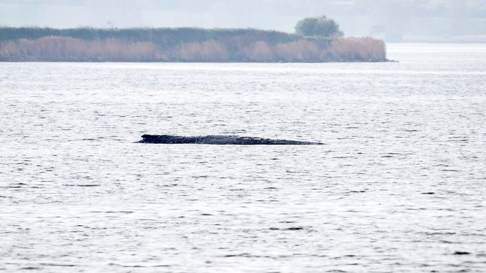 Das Konzept einer privaten Initiative soll nun den Wal retten. Foto: Philip Dulian