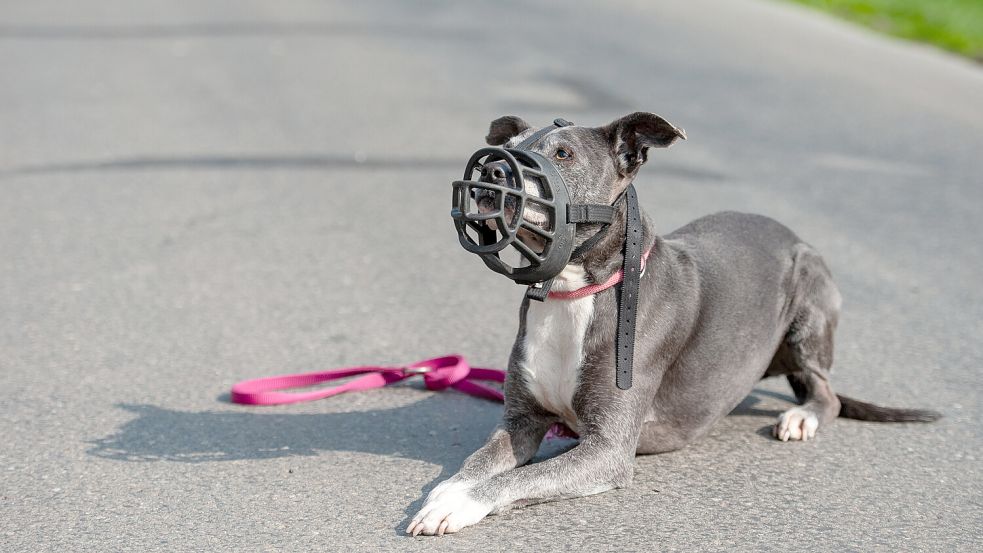 Es war nicht das erste Mal, dass der Hund des Angeklagten ein Kind verletzte. Schon 2019 griff Rocky ein siebenjähriges Mädchen an. Foto: dpa/picture alliance/Philipp Schulze