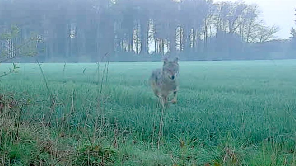 Das sieht schon sehr nach Wolf aus: Aufnahme aus einer Wildkamera in Pye am Mittwoch. Foto: Albers