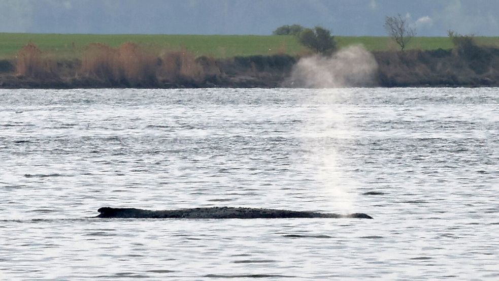 Der Wal selbst bewegt sich dagegen am Samstag deutlich weniger als am Freitag als er plötzlich stark mit seinen Flossen ausschlug. Foto: Bernd Wüstneck