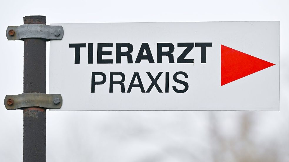 Tierheime beklagen höhere Kosten bei der Behandlung von Tieren. (Symbolbild) Foto: Patrick Pleul