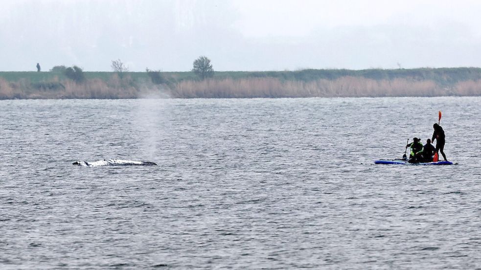 Tag vier der Rettungsaktion - unter anderem wurde eine Rinne vom tieferen Wasser zum Wal hergestellt, indem Schlick weggesaugt wurde. Foto: Bernd Wüstneck
