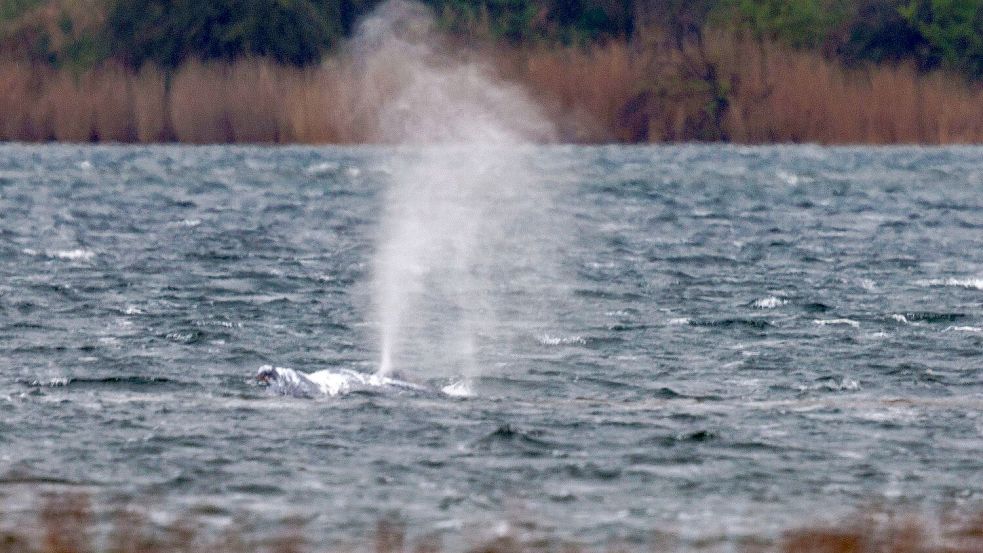 Der Buckelwal wechselte immer wieder die Richtung. Foto: Jens Büttner