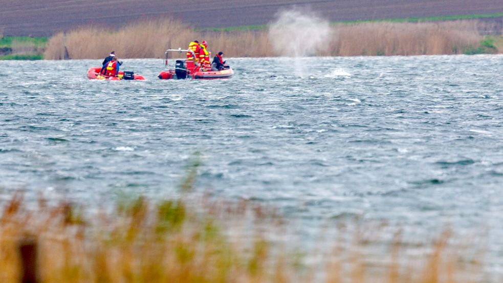 Der Wal hat sich erneut festgeschwommen. Foto: Jens Büttner