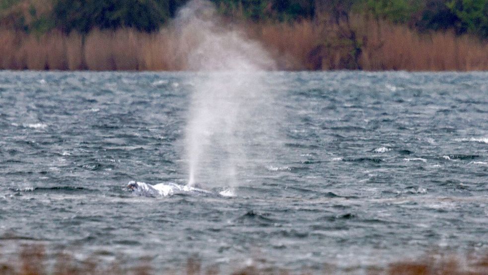 Nach rund zwei Stunden verharrte der Wal wieder, diesmal am Ausgang des Kirchsees. Foto: Jens Büttner