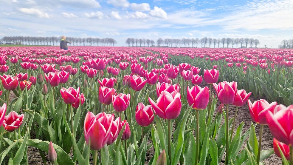 Bei Sonnenschein und blauem Himmel kommt die Blütenpracht besonders schön zur Geltung. Foto: Tatjana Gettkowski