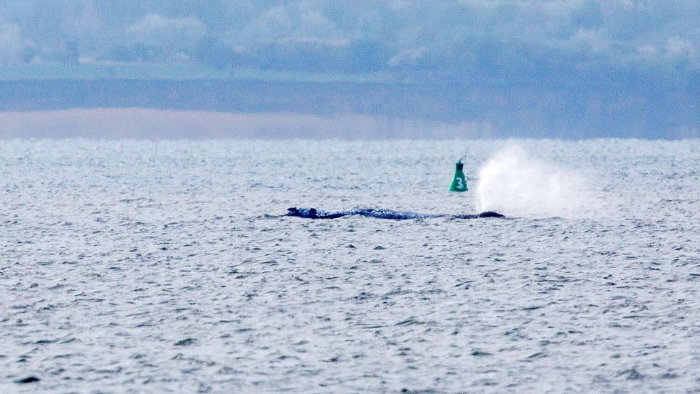 Der Buckelwal ist am frühen Montagmorgen bei steigendem Wasserstand plötzlich von selbst losgeschwommen. Nach rund zwei Stunden stoppte er aber wieder. Foto: Jens Büttner