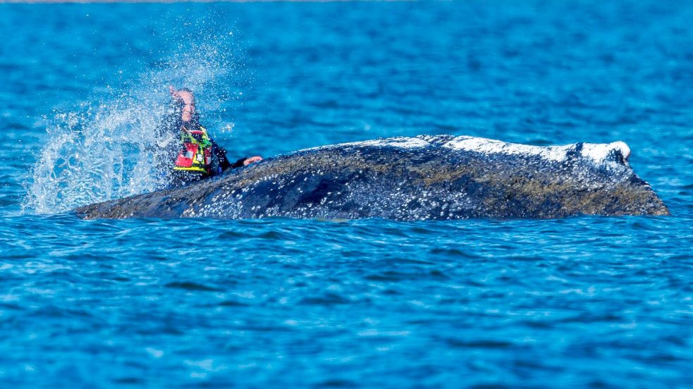Zum Teil mit bloßen Händen bespritzen Helfer den Wal mit Wasser. Foto: Jens Büttner