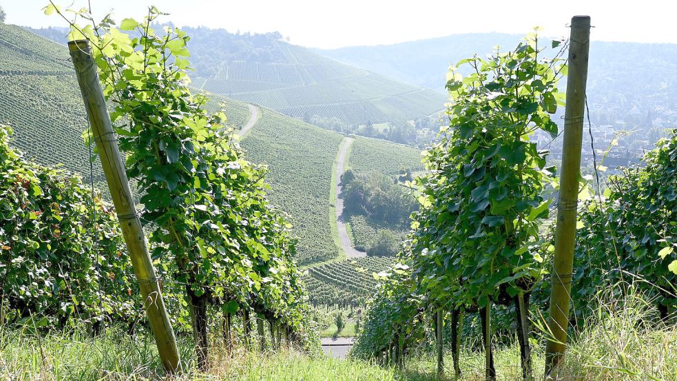 Der Leichnam der Auricherin wurde am Ostersonntag 2025 in einem Weinberg bei Stuttgart entdeckt. Foto: DPA