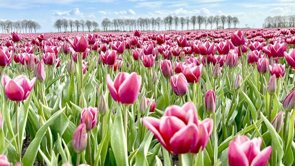 Ein ganzes Feld weißgeränderter Tulpen kann man auf dem Reiderwolderpolder unweit von Bunde bestaunen. Foto: Klaus Ortgies