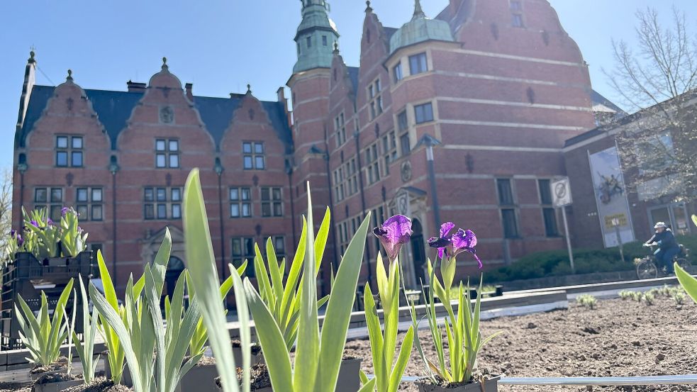 In den kommenden Tagen sollen am ehemaligen Oll Haven in Aurich die ersten Pflanzen ihren Platz in den großen Beeten finden. Foto: Mieke Matthes