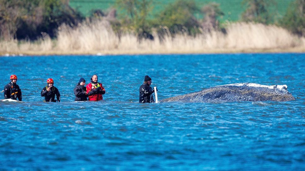 Ein mehrköpfiges Team war direkt beim Wal im Einsatz. Foto: Jens Büttner