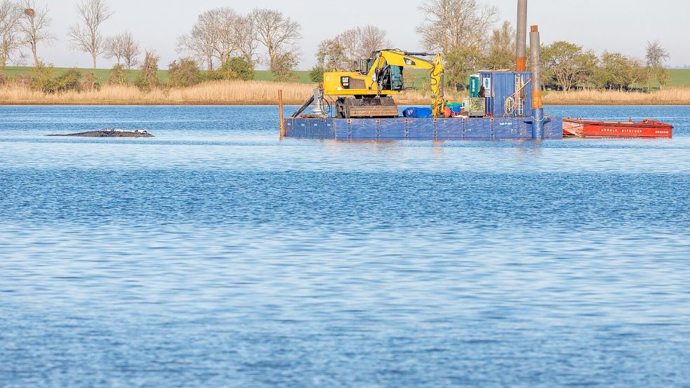 Eine private Initiative versucht seit Tagen, den Wal wegzubringen. Foto: Jens Büttner