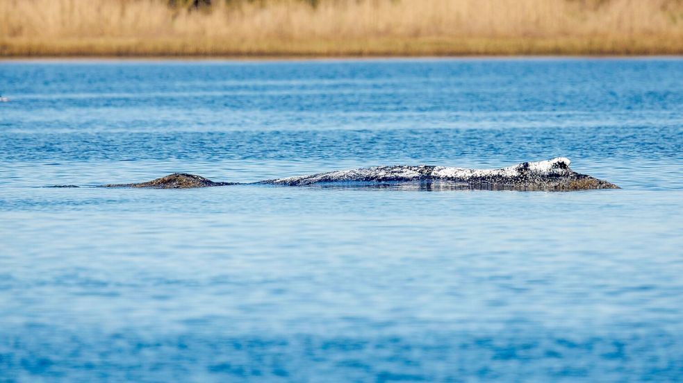 Der Wal liegt an gleicher Stelle wie am Vorabend. Foto: Jens Büttner