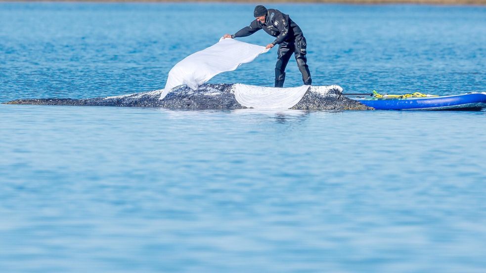 Die Tücher sollen die Haut des Wales schützen. Foto: Jens Büttner