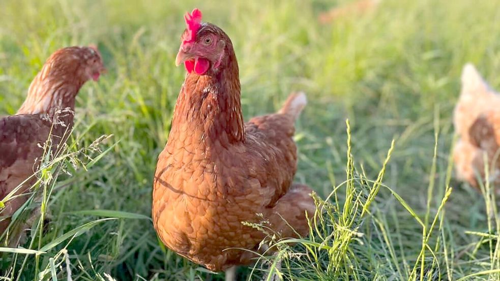 Die Tiere sind in Leer wieder auf den grünen Wiesen unterwegs. Foto: privat