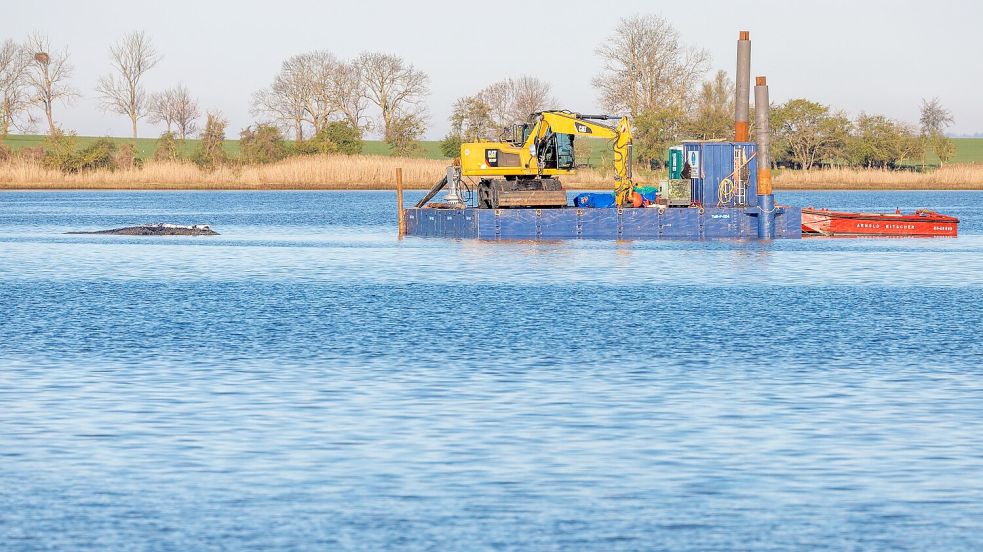 Das Konzept der privaten Initiative zur Rettung des Buckelwals ist wohl überholt. Foto: Jens Büttner