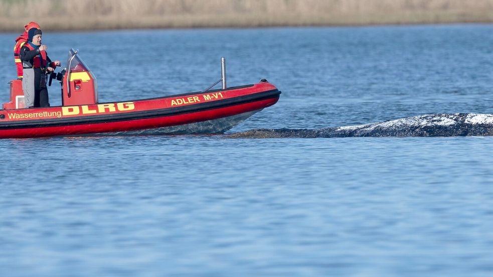Der Meeressäuger liegt in einer freigespülten Mulde vor der Insel Poel. Foto: Jens Büttner