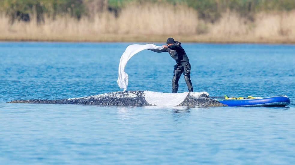 Helfer bedeckten den Wal zum Schutz vor der Sonne mit nassen Tüchern. Foto: Jens Büttner