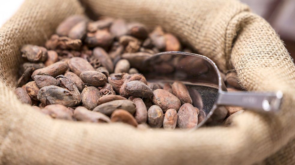 Die Kakaopreise sind zuletzt wieder gesunken. (Symbolbild) Foto: Oliver Berg