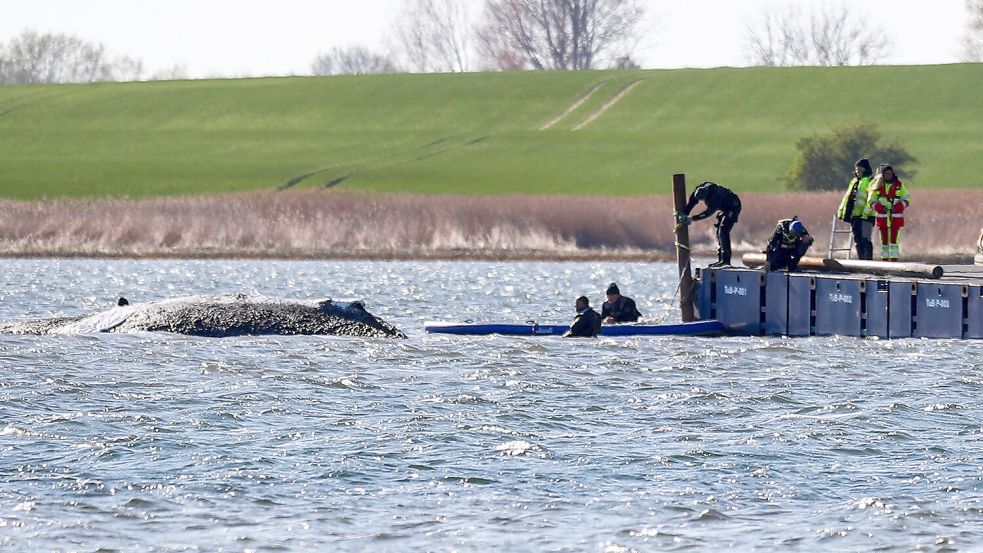 Das Team arbeitet weiter an der Rettung von Wal Timmy in der Ostsee. Doch es gibt immer mehr Streit unter den Rettern. Foto: IMAGO / SNS UG