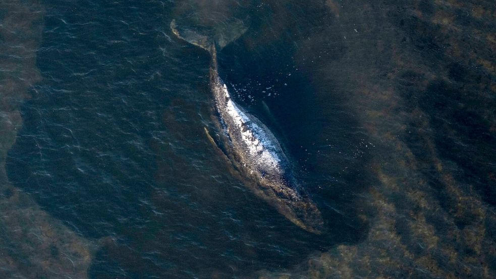 Der Buckelwal liegt in einer ausgespülten Wanne vor der Insel Poel. Foto: Philip Dulian
