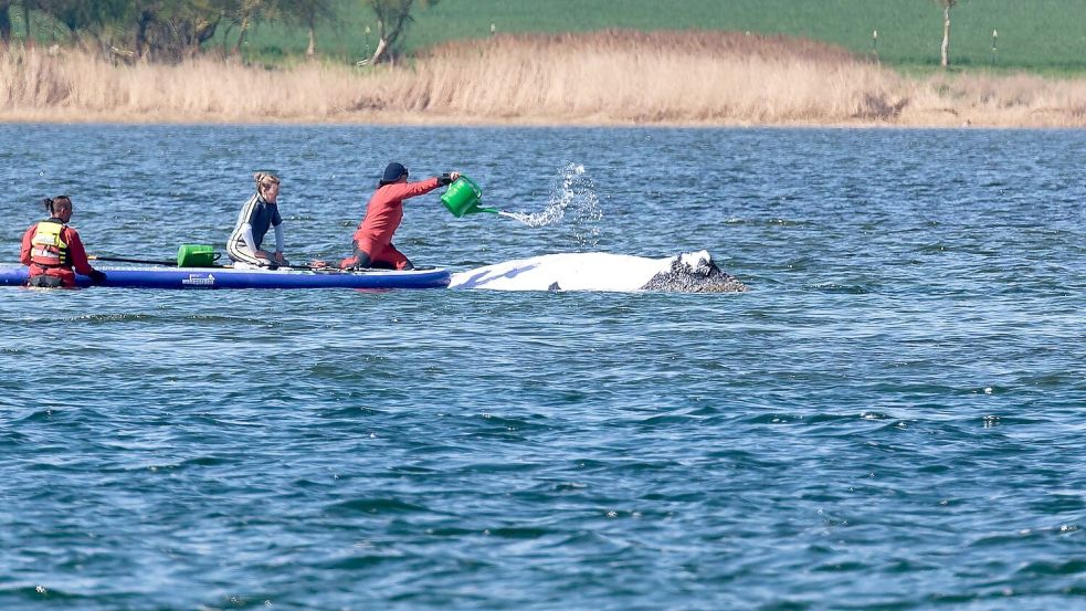 Der Buckelwal wird von Helfern vor der Insel Poel mit Wasser aus einer Gießkanne bespritzt. Foto: Marcus Golejewski
