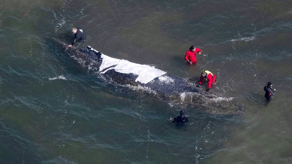 Der Wal steckt bis mindestens Sonntag weiter vor der Insel Poel fest. Foto: Philip Dulian