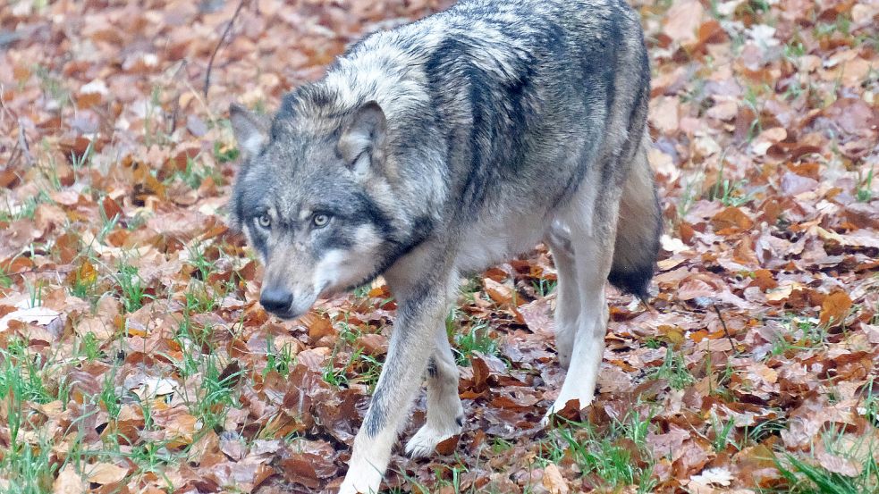 Medien gegenüber sagte der Mann nach der Begegnung mit den Wölfen, er sei „noch nie zuvor so verängstigt und erschüttert“ gewesen. Foto: IMAGO/Martin Wagner
