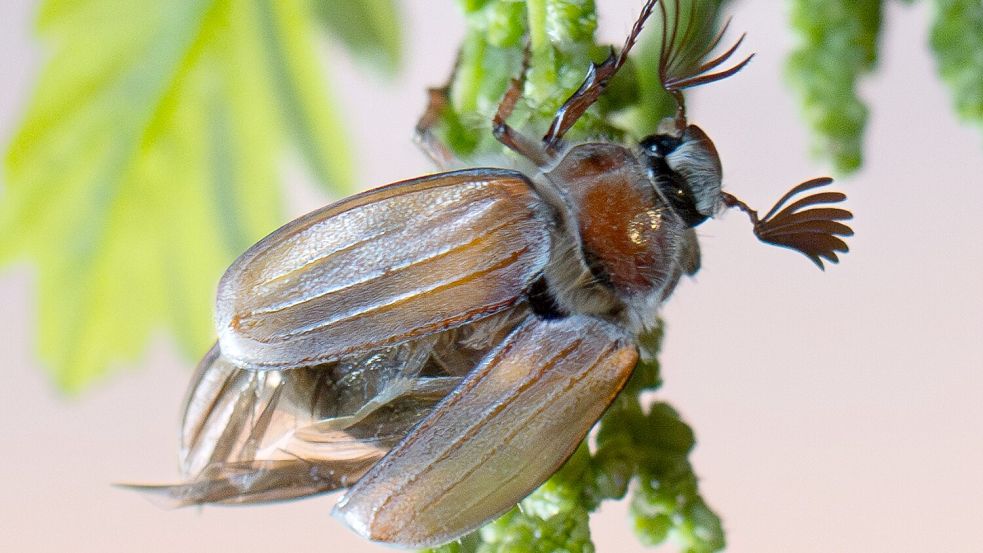 In diesem Jahr fliegen voraussichtlich bis zu einer halben Milliarde Maikäfer aus. Foto: Boris Roessler